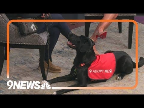 Gomez is a loyal, affectionate pup looking for a forever home!