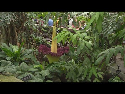 Corpse flower in bloom and on display at Botanic Garden