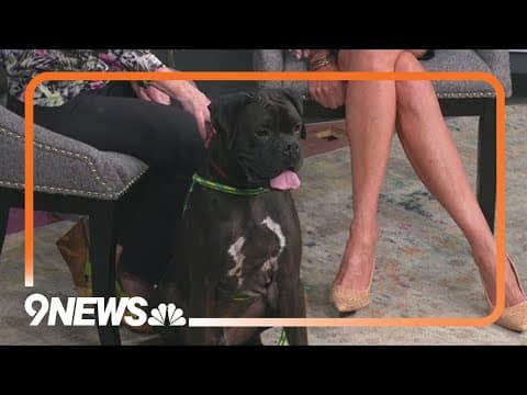 Prim-and-proper Hardy needs a forever home