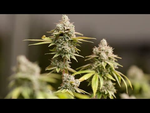 Ohio Issue 2, ballot measure legalizing recreational marijuana, goes into effect