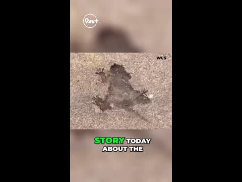 Chicago's rat hole mystery is solved