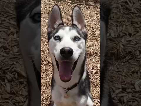 Pet Rescue of the Week: Rollo #king5 #shorts