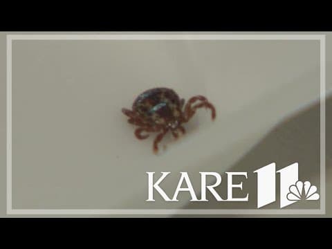 What to expect for 2024 tick season