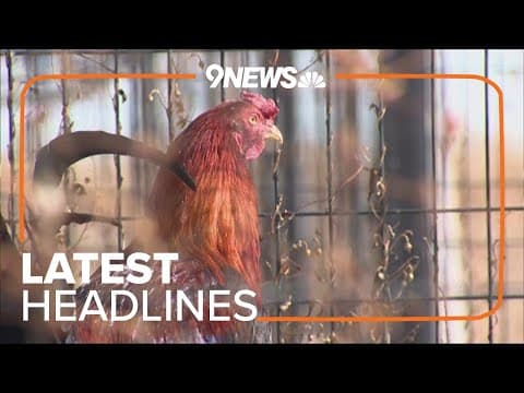 Latest Headlines | House fire that killed 9 puppies reveals rooster fighting operations