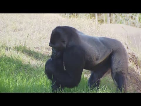 Western lowland gorilla breaks looking glass panel at San Diego Zoo