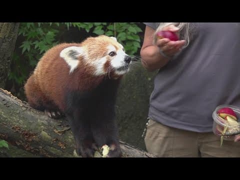 Zoo Knoxville offers red panda experience through Labor Day