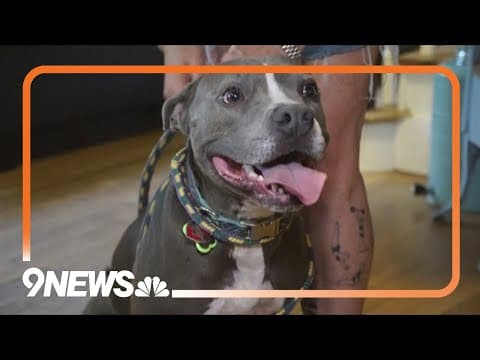 Dog helps fellow canines with the gift of blood