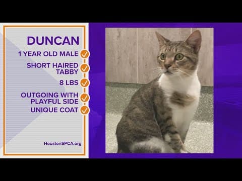 Meet Duncan, a 1-year-old short-haired Tabby, ready for a forever home