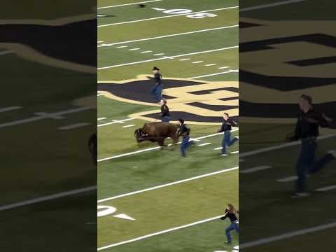 Ralphie VII makes second half debut at Colorado-Wyoming football game