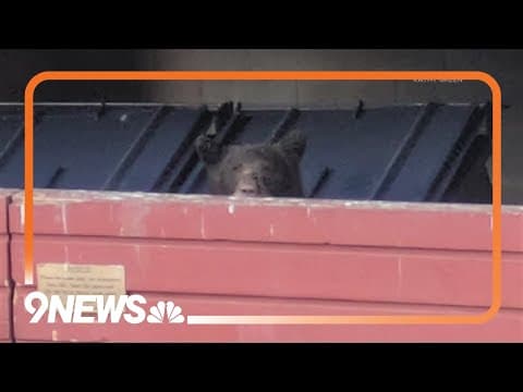 How to be 'bear aware' this fall