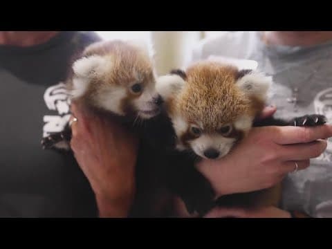 Zoo Knoxville red panda cubs officially out in public enclosure