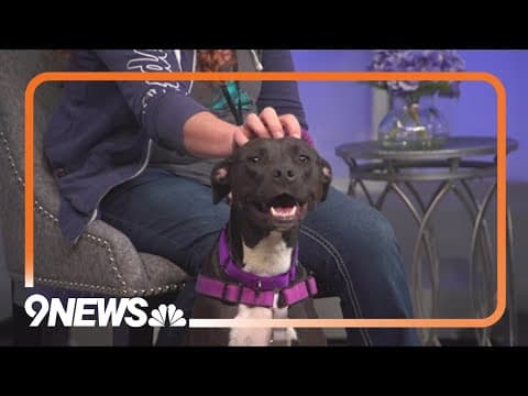 Looking to adopt a pup? Meet sweet Sapphire!