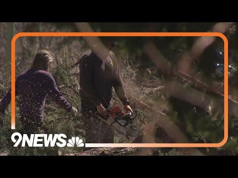Homeowners cleaning up tree and debris following strong winds