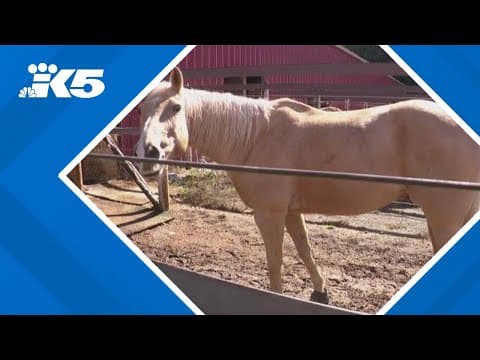 Horse owners oppose new zoning changes