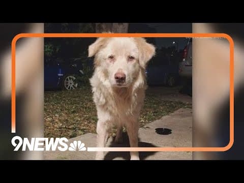 Stray dog reportedly shot in Denver
