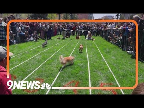 Chihuahua races held this weekend at Denver's Cinco De Mayo festival