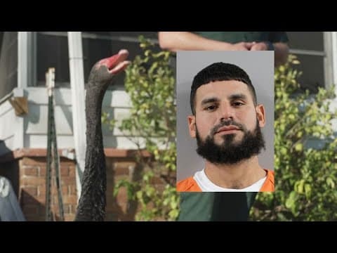 Man accused of stealing swans from Lakeland turns himself in, deputies searching for last suspect