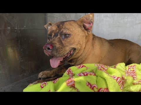 Dog dies after being burned and beaten in Kashmere Gardens