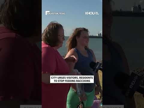 Hidden among the rocks along the seawall, a colony of raccoons has made itself at home