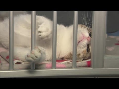 Help shelter pets in Loudoun County during 'Clear the Shelters' event | Get Uplifted