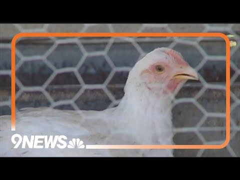 USDA issues conditional license for bird flu vaccine