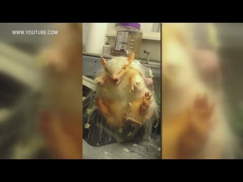 Trending News: Screaming Armadillos at the zoo, MLB food,