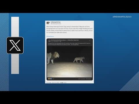Indy Zoo refutes post about loose lions