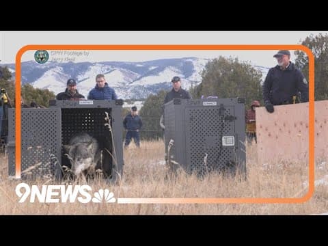 Wolf expert says Colorado's plan to capture and relocate wolves should not be considered nonlethal