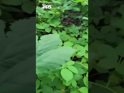 Cat stolen by Amazon driver reunited with family