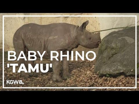 Meet Tamu, the Oregon Zoo's new baby rhino | Drew at the Zoo