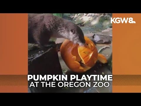Let the gourd times roll! Oregon Zoo gets into the fall spirit with tasty treats
