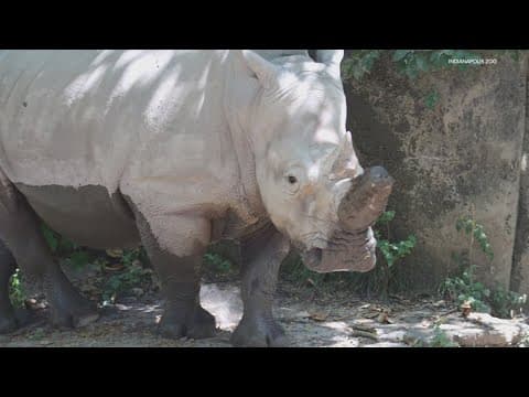 Indy zoo expecting baby rhinoceros calf next month