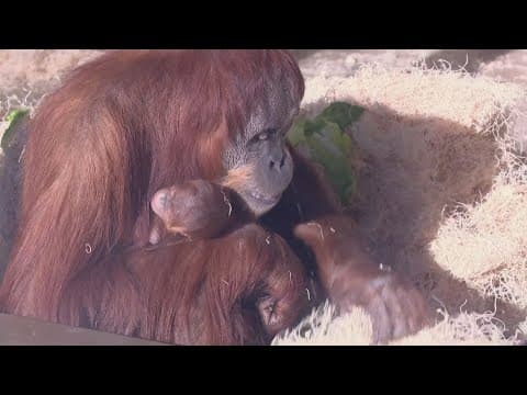 Baby orangutan makes public debut at Indianapolis Zoo