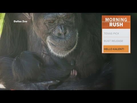 Dallas Zoo reveals name of new baby chimpanzee