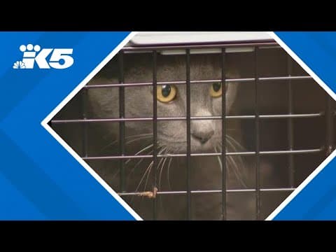 Cats, kittens from hurricane-affected areas arrive at Snohomish County animal shelter