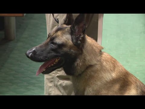Houston honors Rocky the K9's bravery