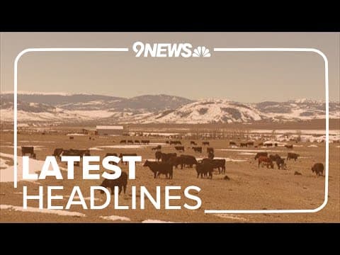 Latest headlines | Another calf reportedly killed by wolf at Grand County ranch