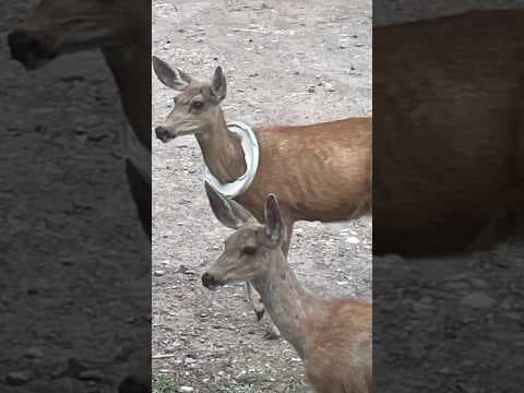Bucket Lid Removed From Deer’s Head