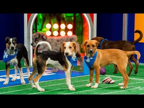 'Rufferee' Dan Schachner previews 20th 'Puppy Bowl'