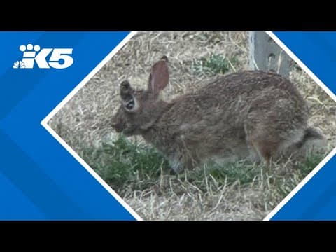 "Horned rabbit" spotted in Seattle