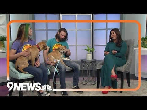 Petline9 | Jaina and Gazlowe need a forever home