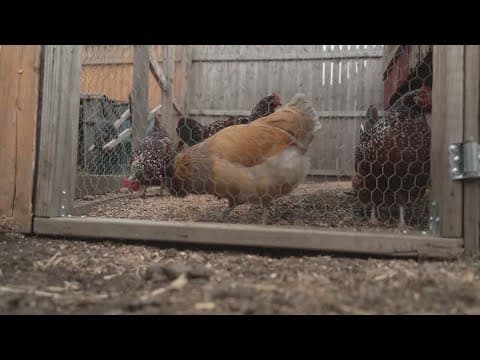 CDC confirms first severe human case of bird flu in U.S.