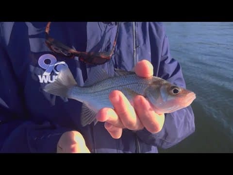 An unlikely fishing tournament where size doesn’t matter