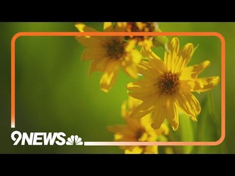 Colorado’s Wildflower Capital: Where pretty flowers hold purpose