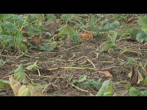 Pickerington farmer reports 300 pumpkins stolen from patch