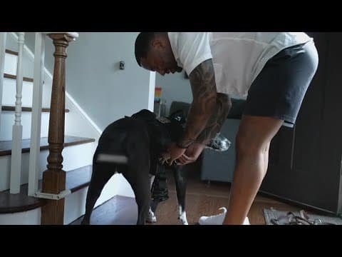 Trained service dogs can help war veterans with PTSD