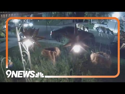 Cows caught cruising Denver streets