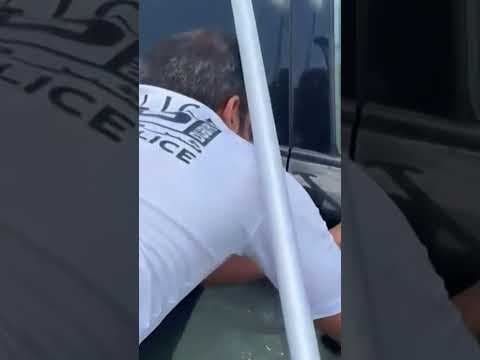 Cat rescued from Dubai flooding