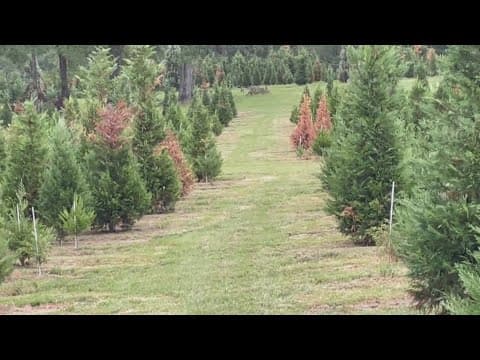 Christmas trees spared this holiday season, LSU AgCenter says
