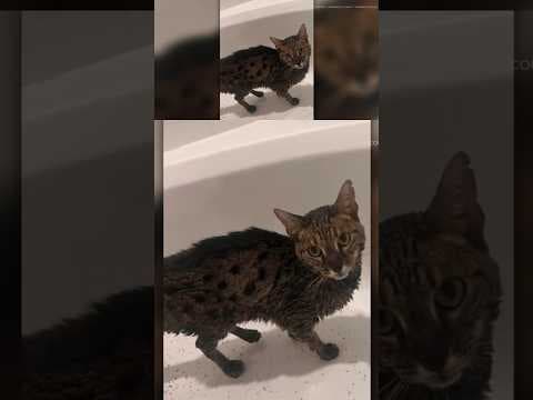 Cat Rescued in Wildfire